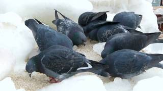 Голубь сизый (Columba livia) на берегу моря