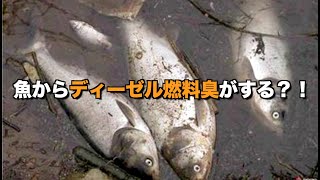 「魚からディーゼル燃料臭がする」中国メディアの理由に民衆は「うそだ」｜中国情報｜新唐人｜ディーゼル魚