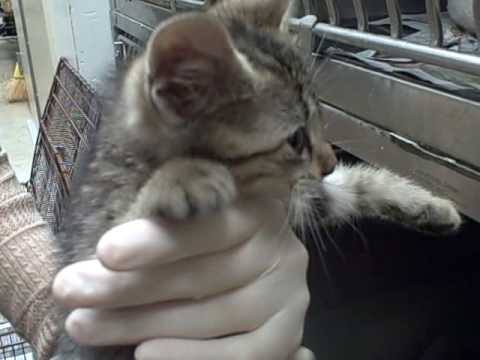 center for reproductive rights A727079