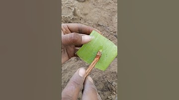 How to propagate grape vines #shorts #youtubeshort #gardening