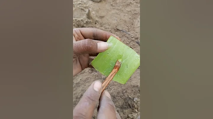 How to propagate grape vines #shorts #youtubeshort #gardening