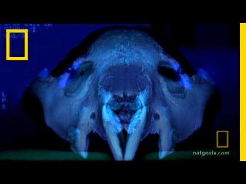 Marsupial Lion | National Geographic
