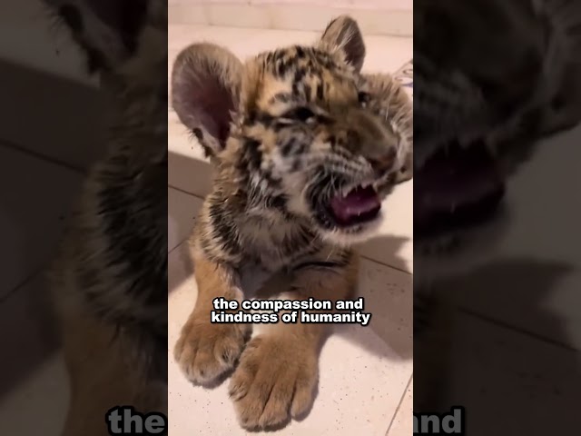 A kind man rescues two orphaned tiger cubs #animals #tiger #shortsvideo class=