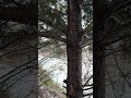 Die Fichte- Picea abies Der meistgepflanzte Baum Deutschlands Teil 1 (von 6) #wood #plants #mushroom