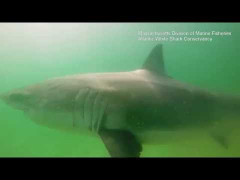 Videos — Atlantic White Shark Conservancy