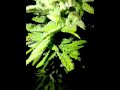 Cannabis I Grew In My Front Yard 🙃 #Cannabis #SouthAfrica #Weed