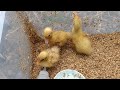 アヒルの子、初めての日光浴(孵化後7日目)