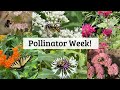 Pollinator Week Visits To My Garden - Bees, Moths, Butterflies #nativeplants #pollinators