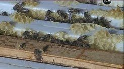 L'apiculture à Septèmes-les-Vallons