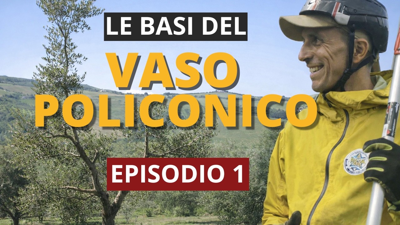 L’Errore che Fanno Tutti nella Potatura dell'Olivo