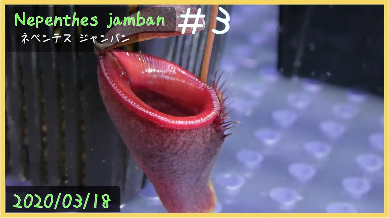 食虫植物栽培日記 Nepenthes Jamban 3 ネペンテス Youtube