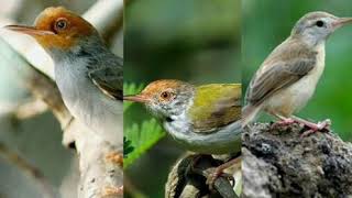 Download Lagu Audio Untuk Pikat Burung Prenjak dijamin Top MP3