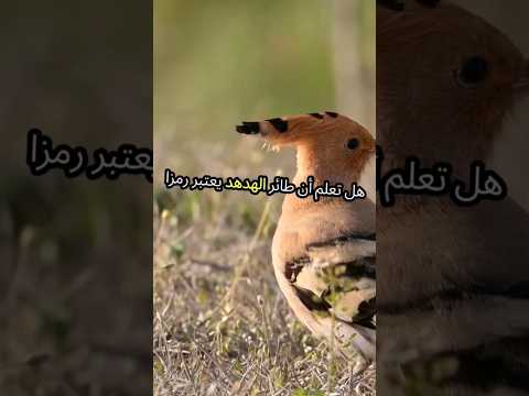 الهدهد اسرار تسمعها لاول مرة عن هدا الطائر العجيب  كتب  العلم  هل تعلم 