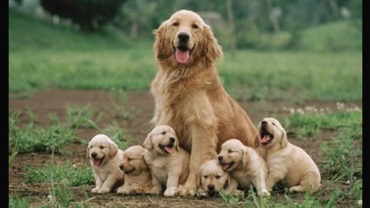 super cute golden retriever puppies