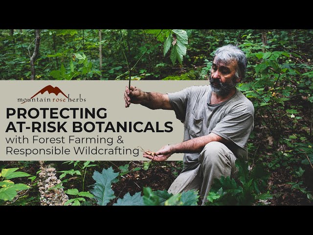 Protecting At-Risk Botanicals with Forest Farming & Responsible Wildcrafting