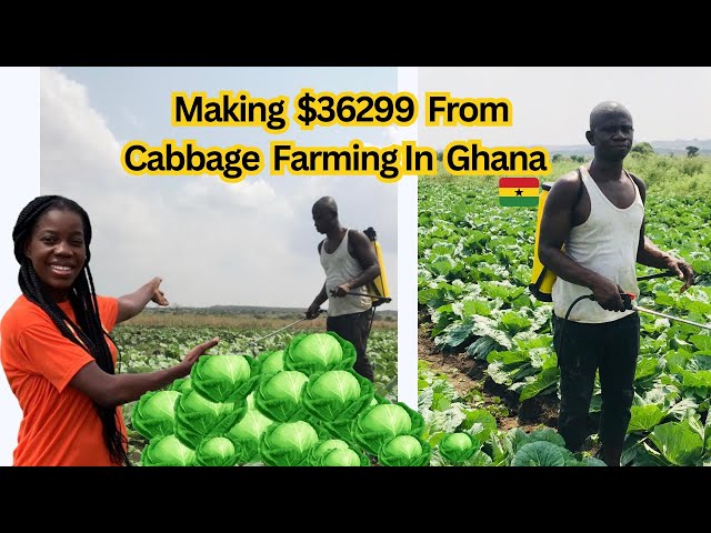 How to plan, start and profit from a Cabbage Farm in Africa