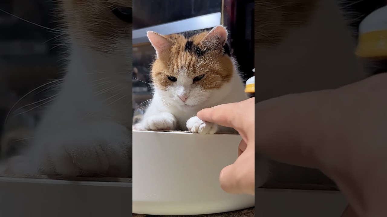 三毛猫】ぽてっとした感じで落ち着くミケ - YouTube