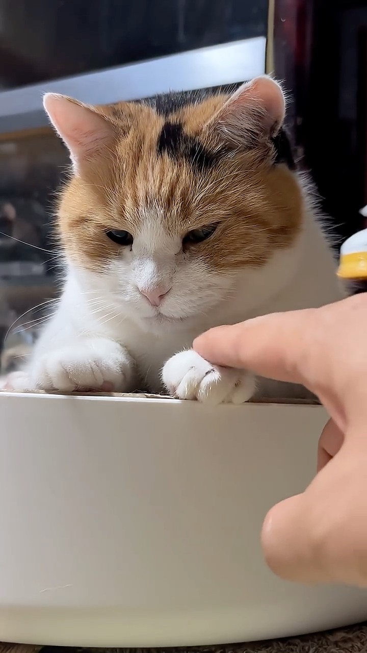 三毛猫】ぽてっとした感じで落ち着くミケ - YouTube