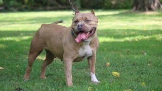 American Bullys Puppies A Week Old Today