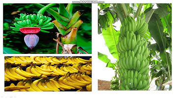 Trường TH Trang Tấn Khương-TLV THỨ 4 LUYỆN TẬP XD ĐOẠN VĂN   CÂY CỐI