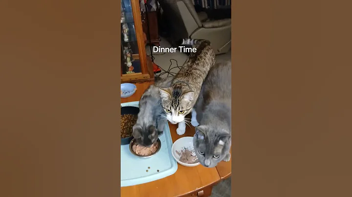 Watch the video about #Cats, Blue the russian blue, Gizmo the lykoi, and Oscar the tabby