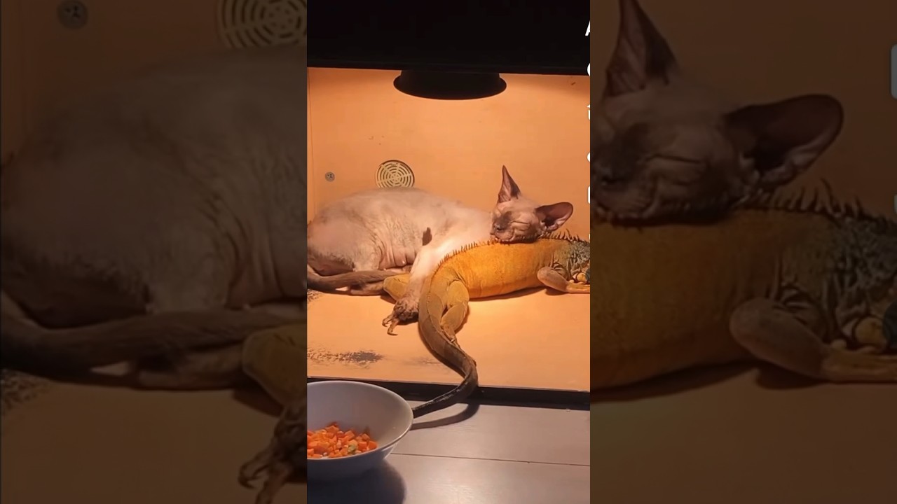 Iguana and Sphinx Cat, best friends  ( ￼ weirdest animal relationships ) ￼￼