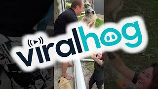 Teamwork for Pug Potty Time in Apartment with no Backyard || ViralHog