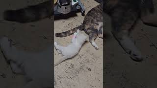 so frickin cute #cat #cats #kittyplaying #playingkitten #kitty #babykitty