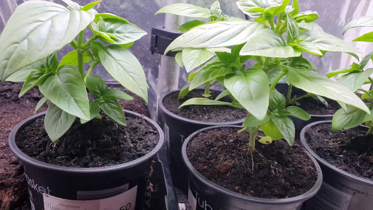 Growing Basil Under LED Lights 3 WEEKS) - YouTube