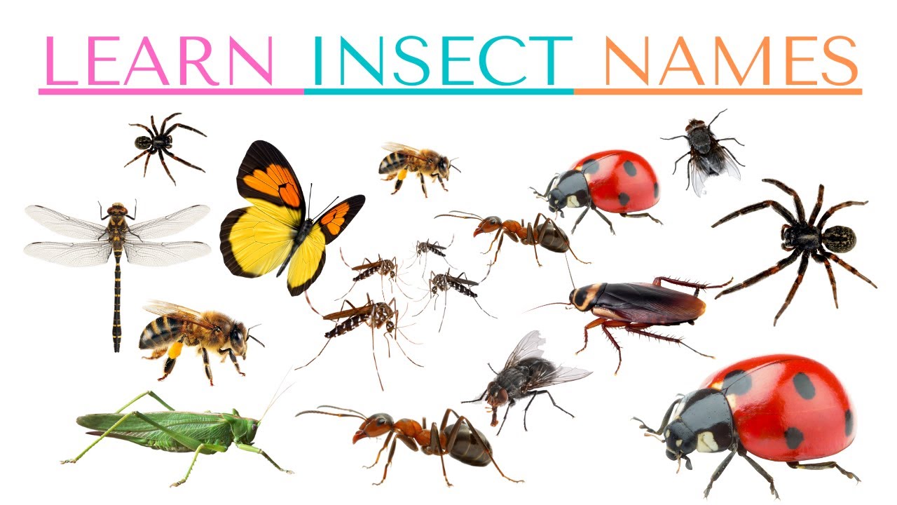 Exploring The World Of Bugs A Children s Guide To Common Insects exploring-the-world-of-bugs-a-children-s-guide-to-common-insects