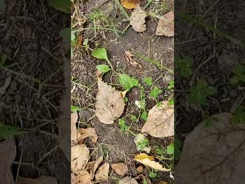 Throw back Thursday, this time from September 2019 with Autumn starting.