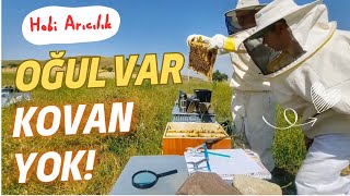 KAÇAN OĞUL ÜZDÜ, GÜÇLÜ KOVANLAR TESELLİ ETTİ | Bölme Kovanların Kontrolü & Kat Çıkma