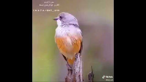تلاوة قصيرة من سورة الروم القارئ عبد الرحمن مسعد