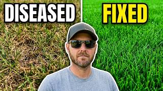 My Lawn's Not Ruined—Dollar Spot Update! #lawncare #diy