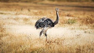 El viaje de los charitos: Recuperando una especie icónica de la Patagonia