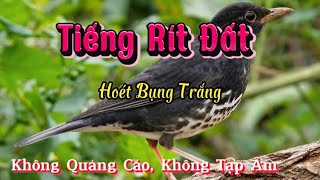 Tiếng Chim Rít Đất (Hoét Bụng Trắng) Chuẩn, Không Tạp Âm, Không Quảng Cáo Mới Nhất 2024