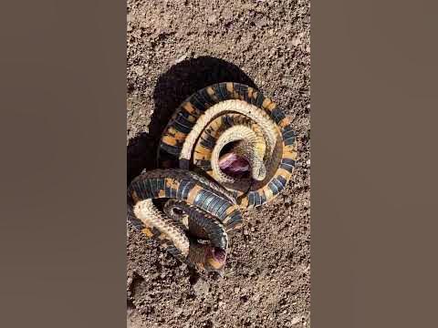 OMGFacts - The Western Hognose Snake plays dead when threatened