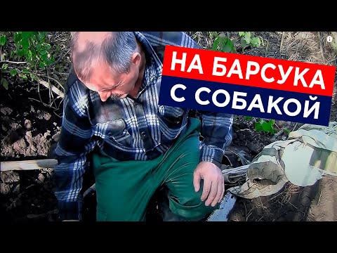 Как выгнать барсука из норы без собаки