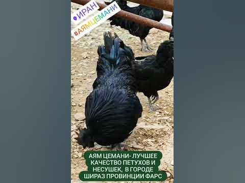 аям цемани - YouTube