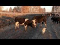 Пастбище. Сохраним коров при нехватке сена №40