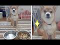 美味しそうな時はいい顔で待つ!柴犬小夏