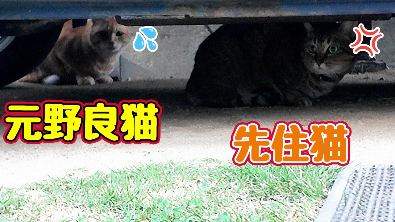 Furious Resident Cat, Confused [Former Stray] - YouTube