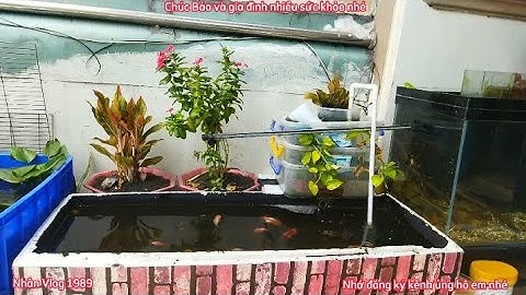 Hồ Cá Ranchu Làm Bằng Thùng Xốp Đẹp - Bộ Lọc Cực Kỳ Đơn Giản.Hồ Em Bảo Ở Quận 8.