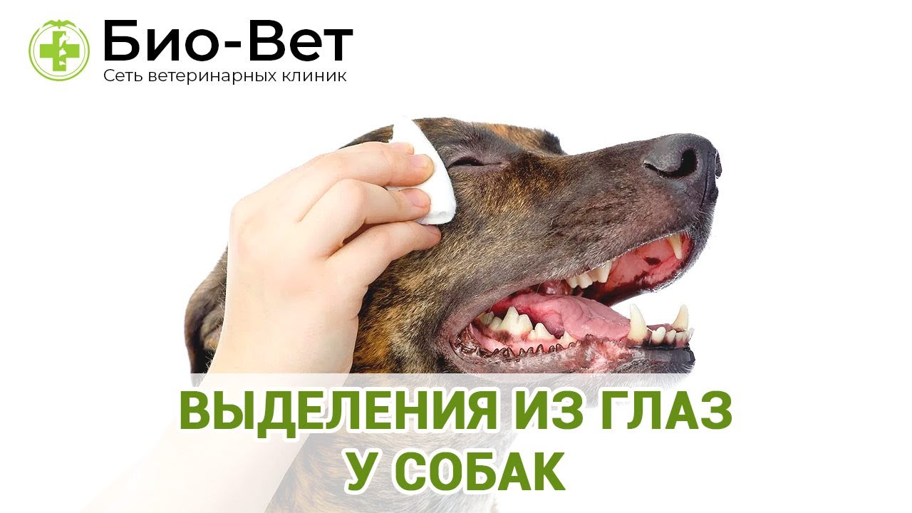 Выделения Из Глаз у Собак 🐶 // Сеть Ветклиник БИО-ВЕТ