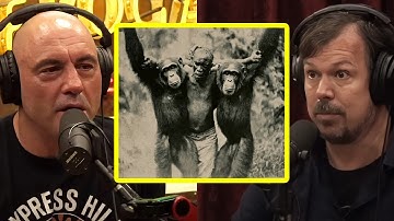These Chimpanzee