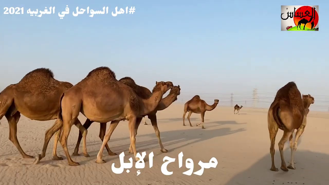 الحلقة الثالثة من برنامج الإبل السواحل مع رحل الاعمال / عبدالرحمن بن حامد العصيمي 1442/7/22