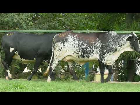 LOTE 106   23º LEILÃO GIROLANDO FAZENDA SANTA LUZIA