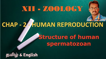 Structure of Human spermatozoa