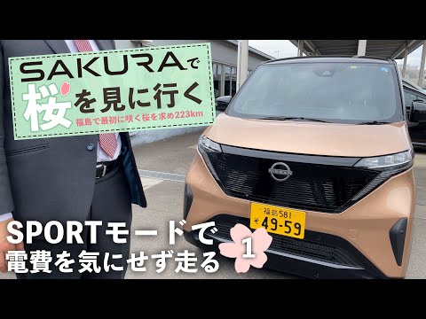 サクラで桜を見に行く】福島で最初に咲く桜をサクラで見に行こう