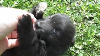 Funny dog #dog 😂😂😂 by Gnat Vova 72 views 2 months ago 1 minute, 19 seconds